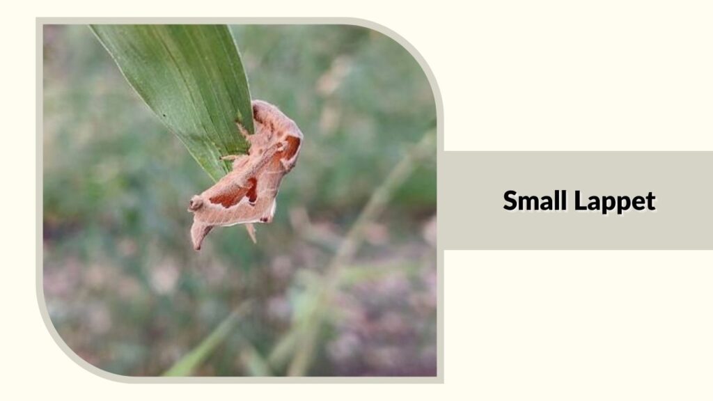 Small Lappet