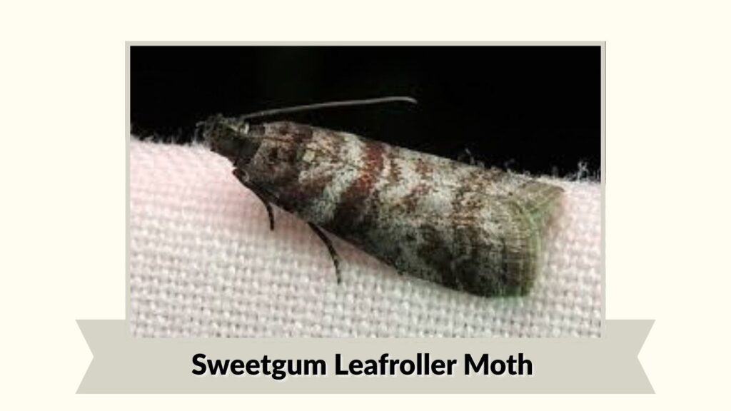 Sweetgum Leafroller Moth