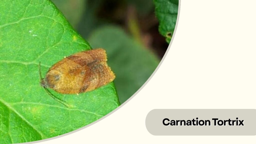 Carnation Tortrix