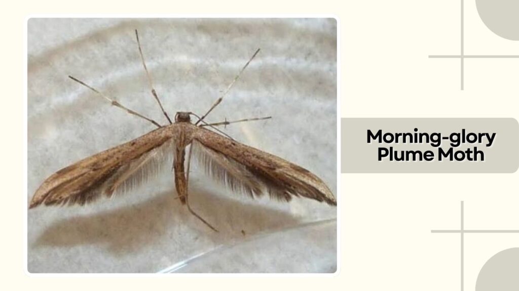 Morning-glory Plume Moth