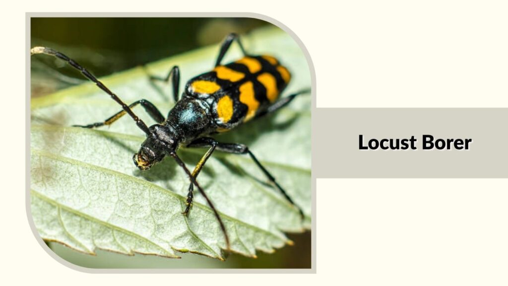 Locust Borer