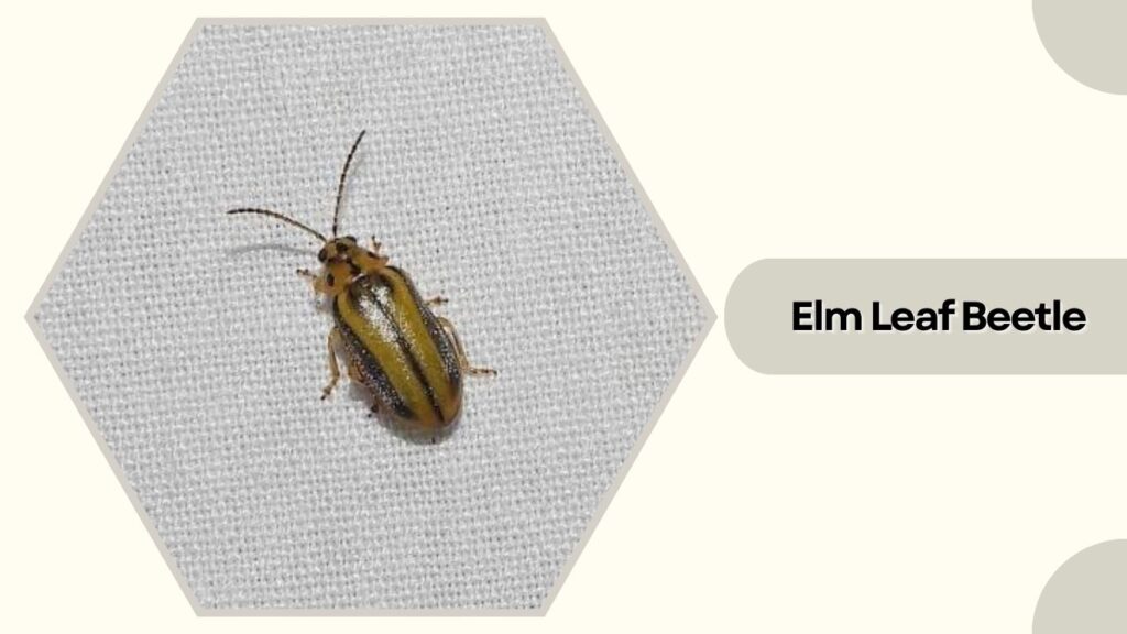 Elm Leaf Beetle