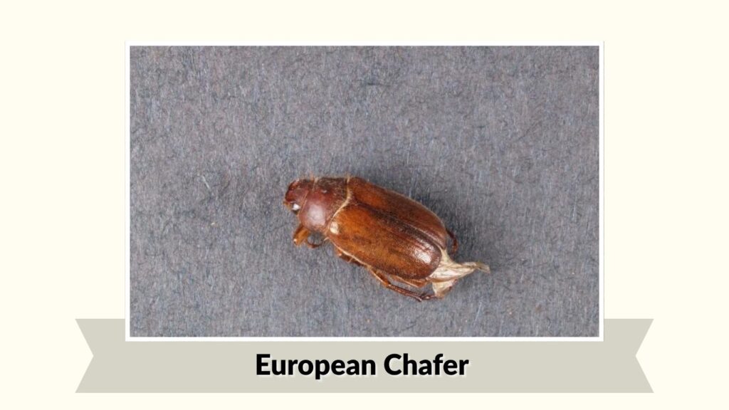 European Chafer