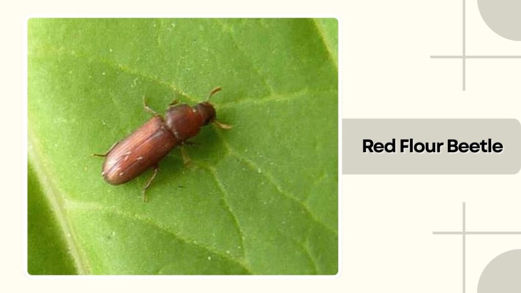 Red Flour Beetle