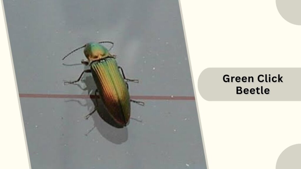 Green Click Beetle