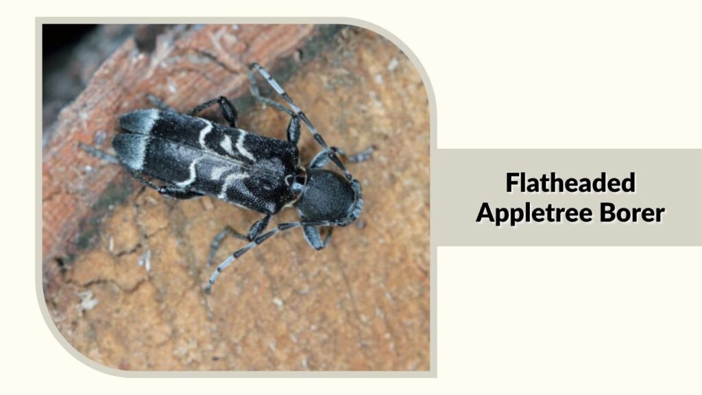Flatheaded Appletree Borer