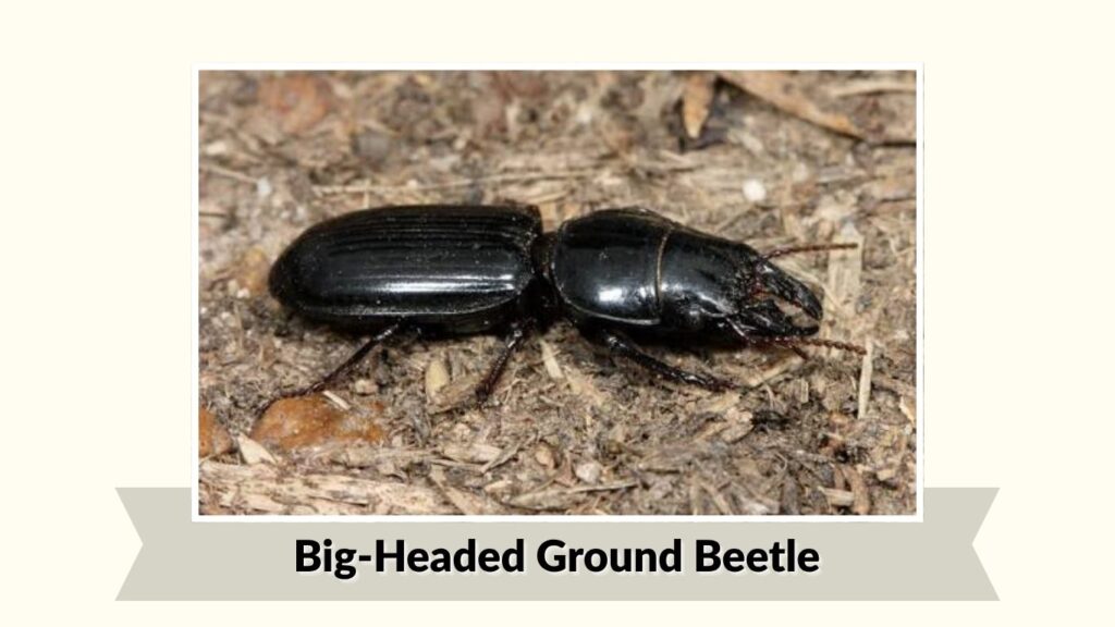 Big-Headed Ground Beetle