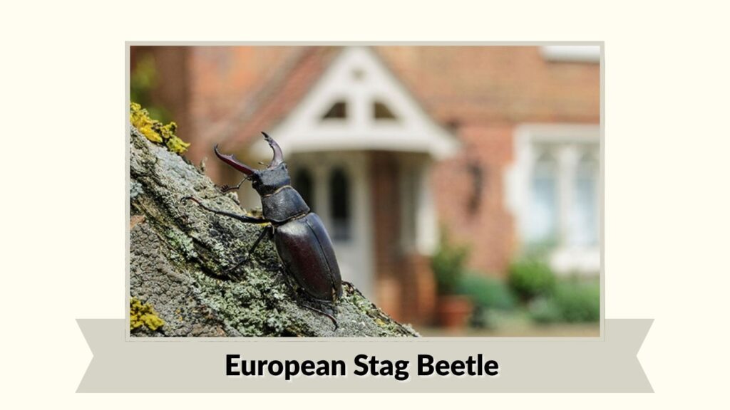 European Stag Beetle