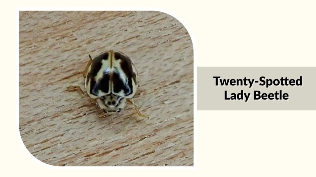 Twenty-Spotted Lady Beetle