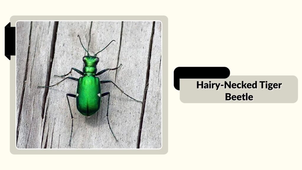 Hairy-Necked Tiger Beetle
