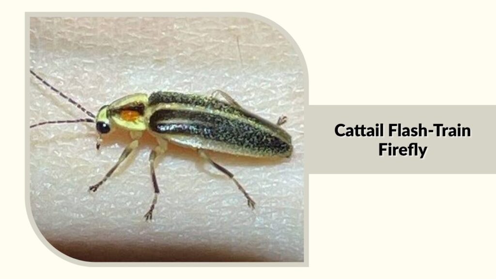 Cattail Flash-Train Firefly