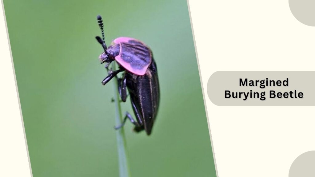 Margined Burying Beetle
