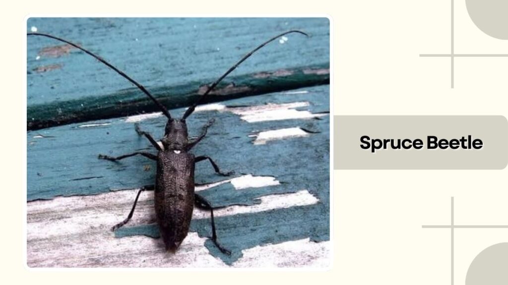 Spruce Beetle