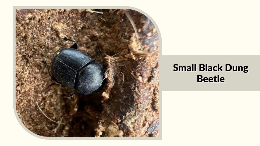  Small Black Dung Beetle