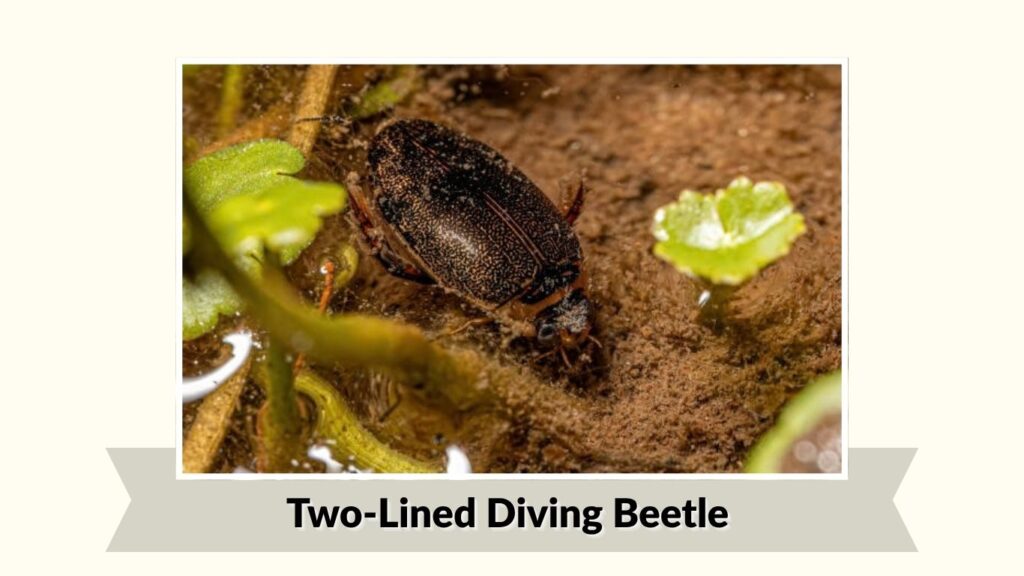 Two-Lined Diving Beetle