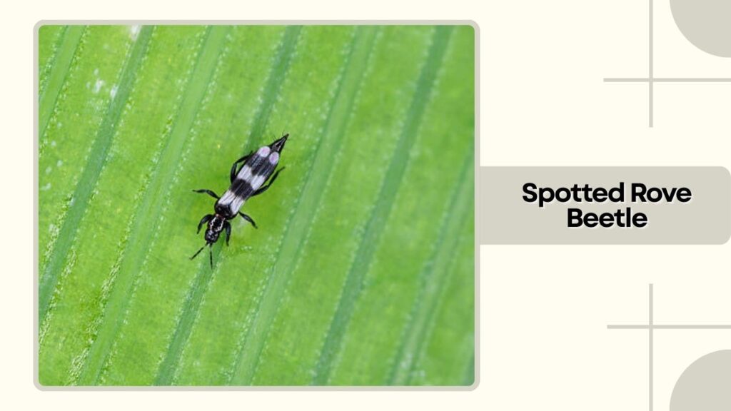 Spotted Rove Beetle