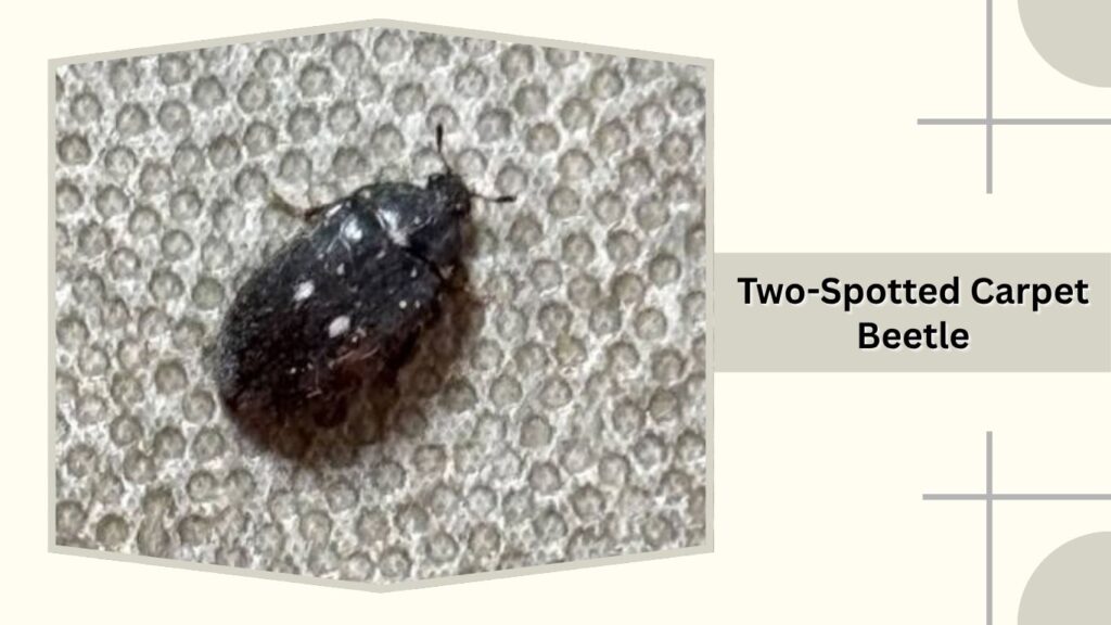 Two-Spotted Carpet Beetle