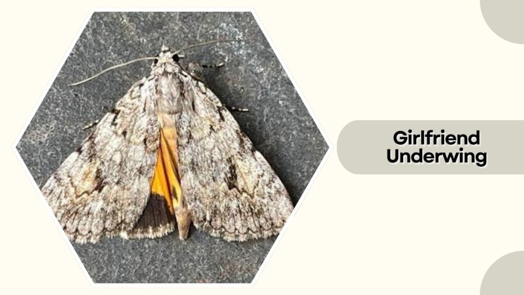 Girlfriend Underwing