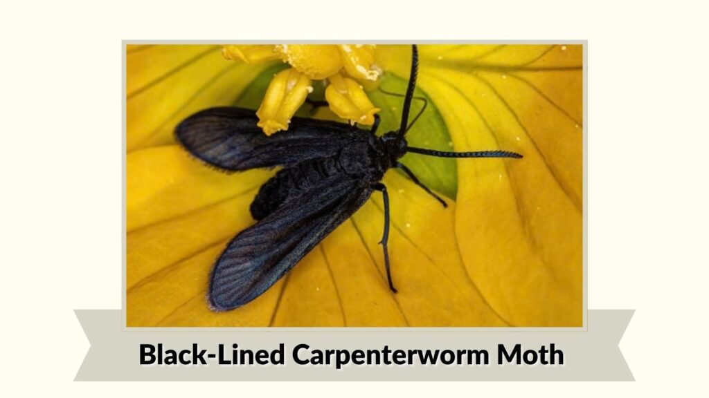  Black-Lined Carpenterworm Moth