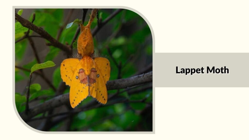 Lappet Moth