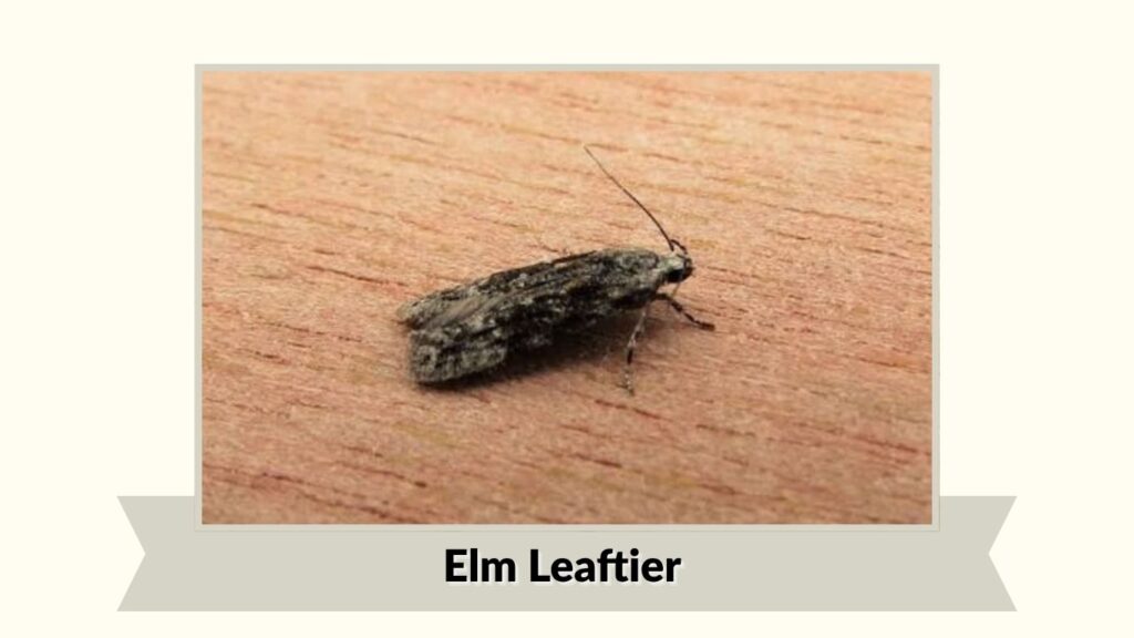 Elm Leaftier