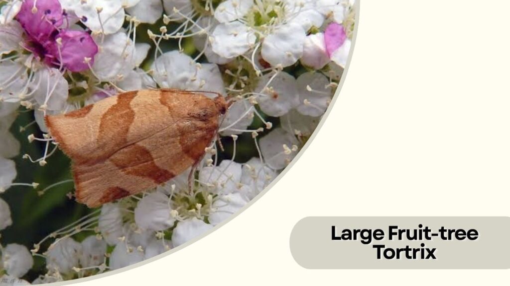 Large Fruit-tree Tortrix