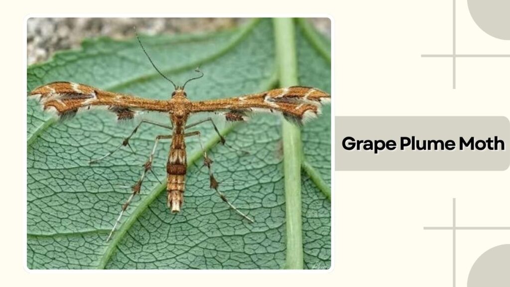 Grape Plume Moth