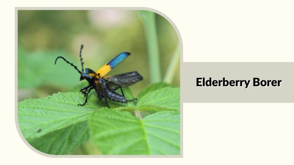 Elderberry Borer