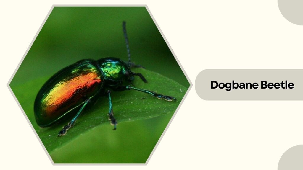 Dogbane Beetle