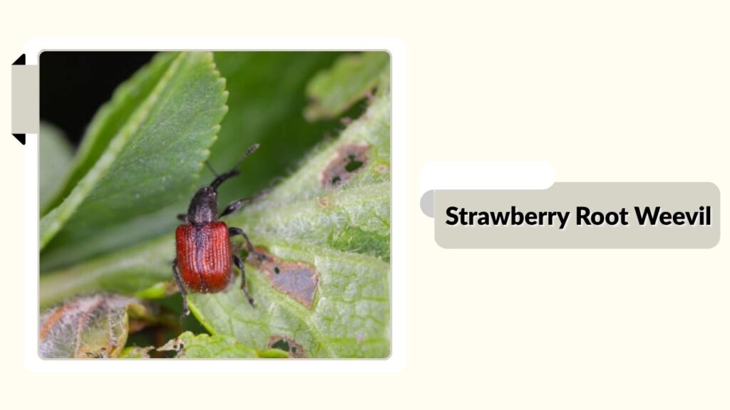 Strawberry Root Weevil