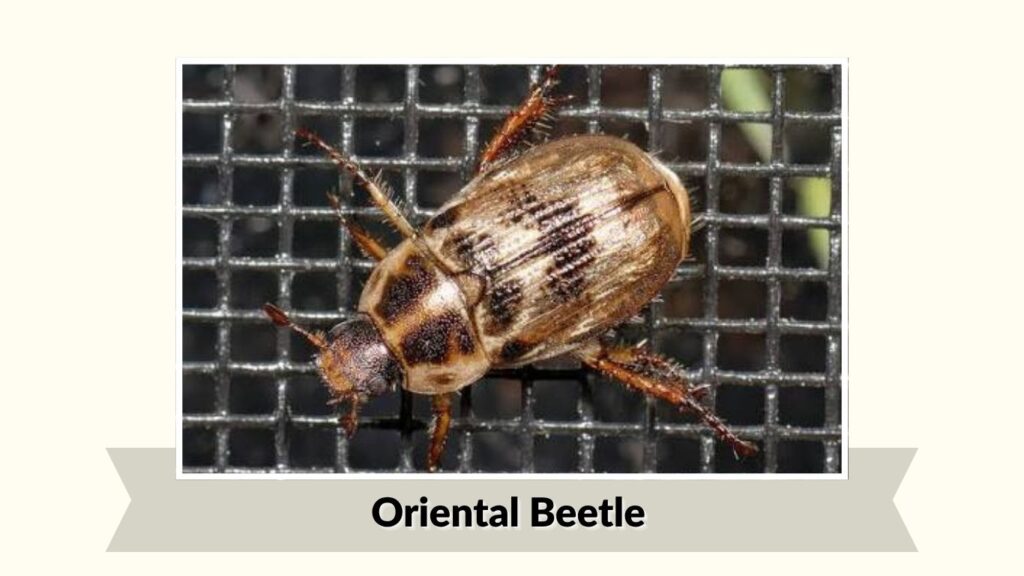 Oriental Beetle