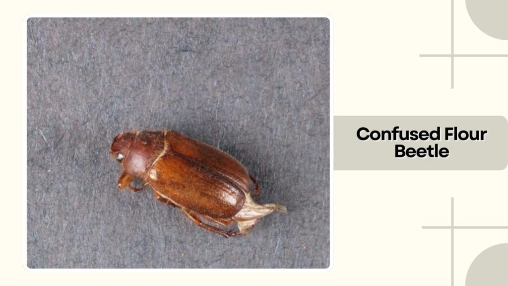 Confused Flour Beetle