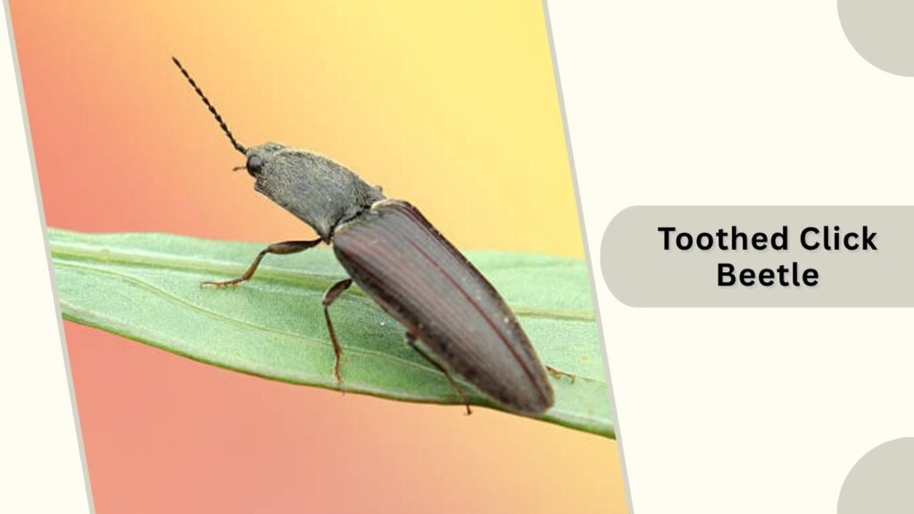 Toothed Click Beetle