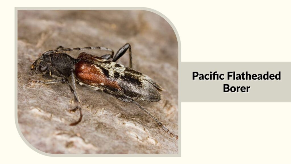 Pacific Flatheaded Borer
