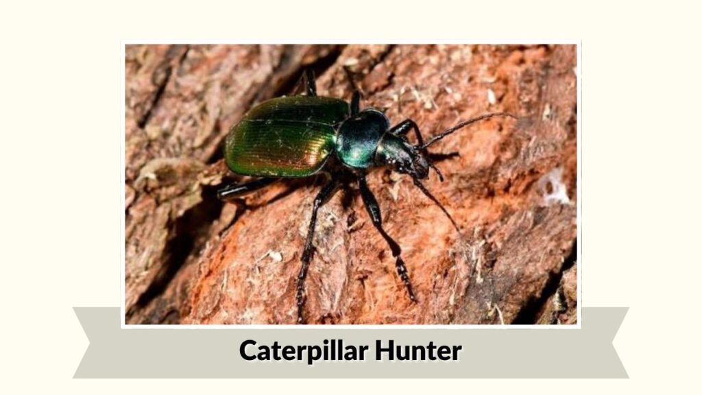 Caterpillar Hunter
