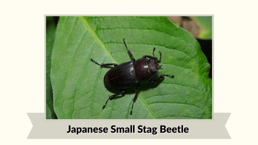 Japanese Small Stag Beetle