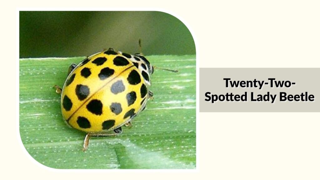 Twenty-Two-Spotted Lady Beetle