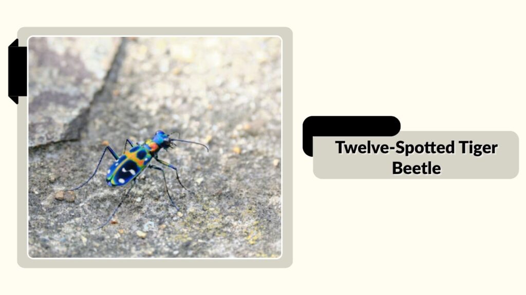 Twelve-Spotted Tiger Beetle