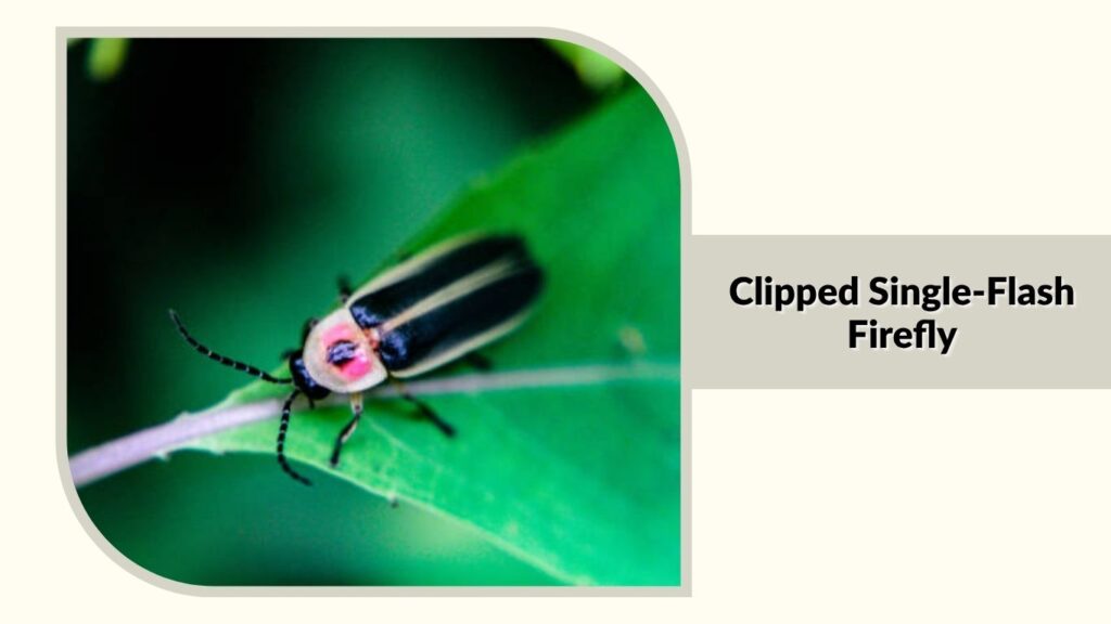 Clipped Single-Flash Firefly
