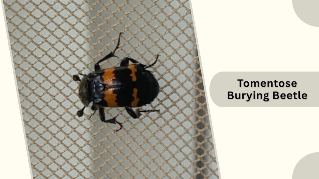 Tomentose Burying Beetle