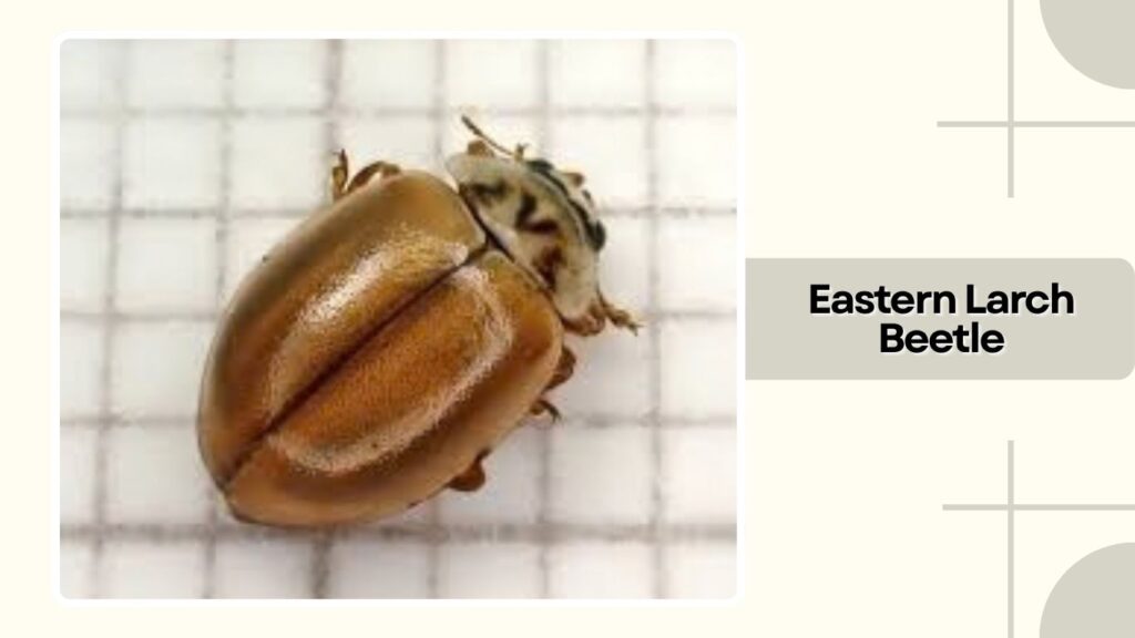 Eastern Larch Beetle