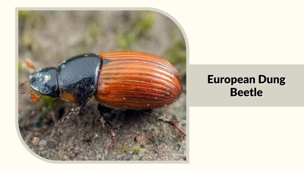 European Dung Beetle