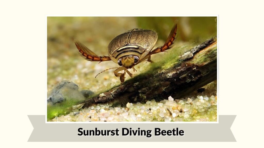 Sunburst Diving Beetle