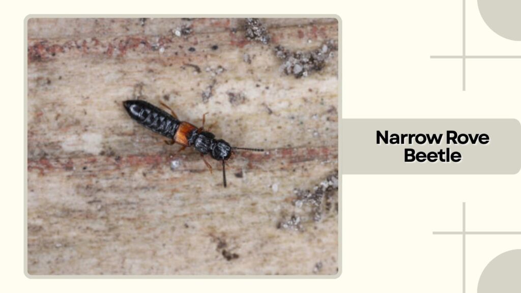 Narrow Rove Beetle