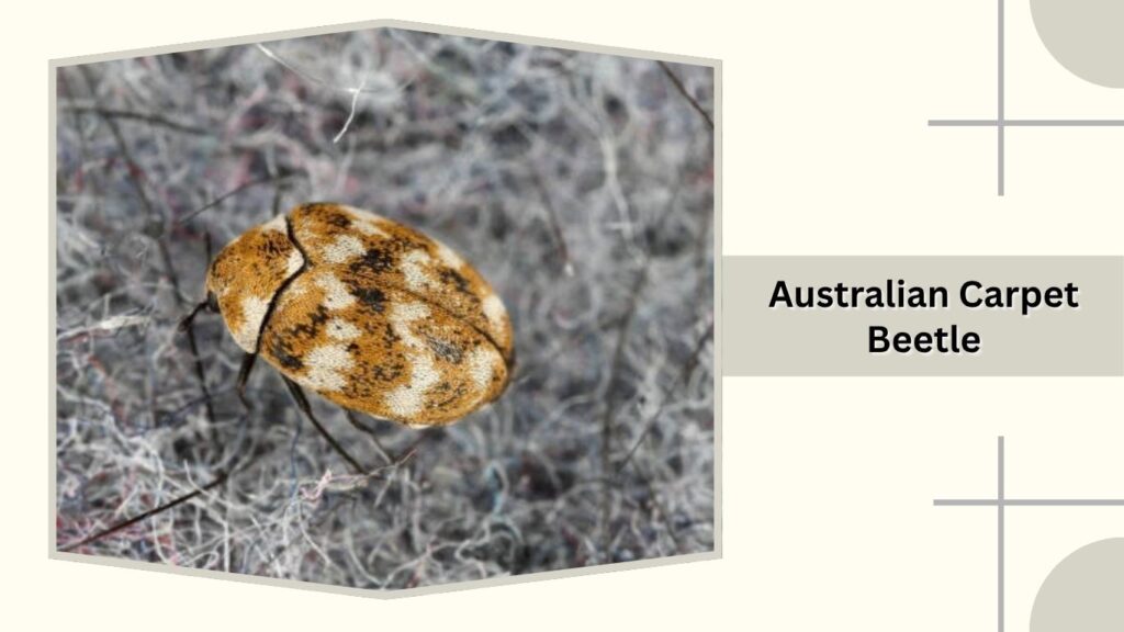 Australian Carpet Beetle