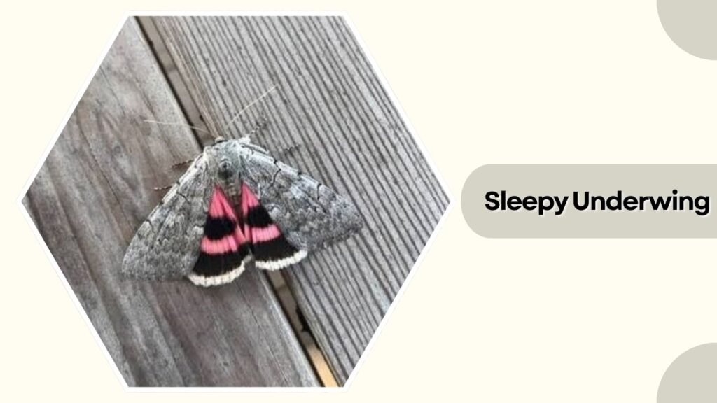 Sleepy Underwing