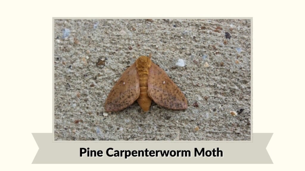 Pine Carpenterworm Moth