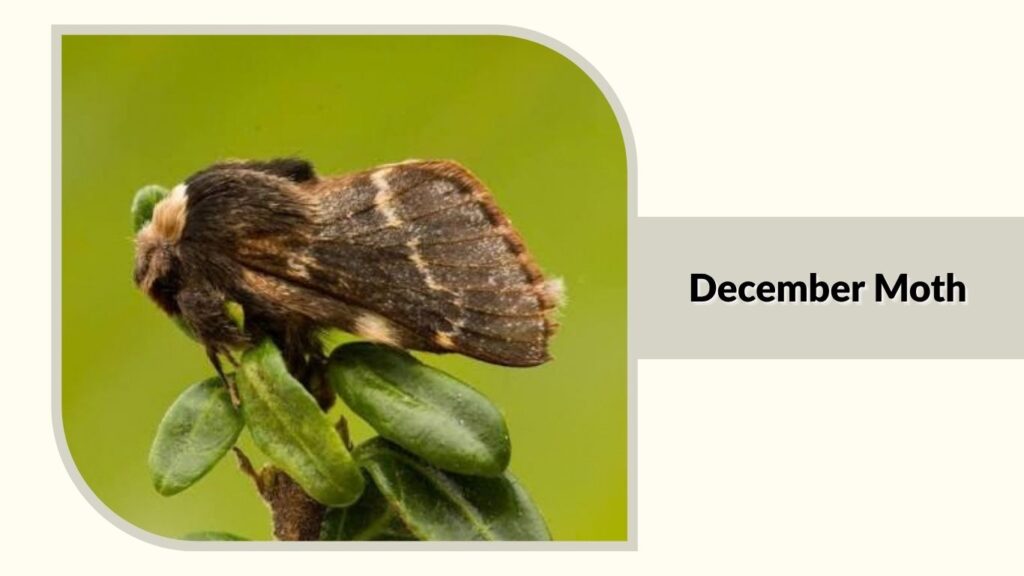 December Moth