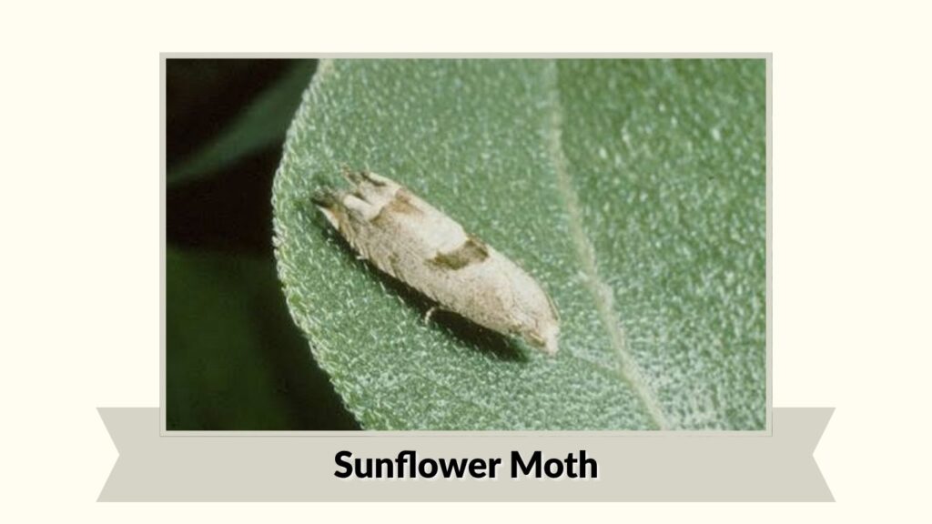 Sunflower Moth