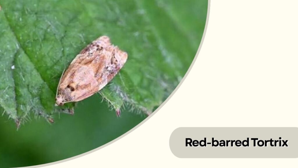 Red-barred Tortrix